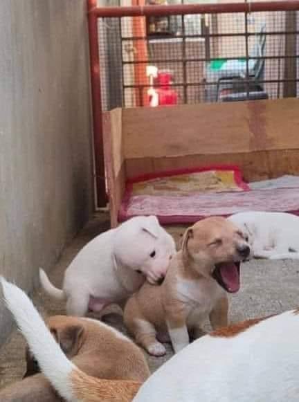 Perritos que curan tu depresión 🐶 tweet media