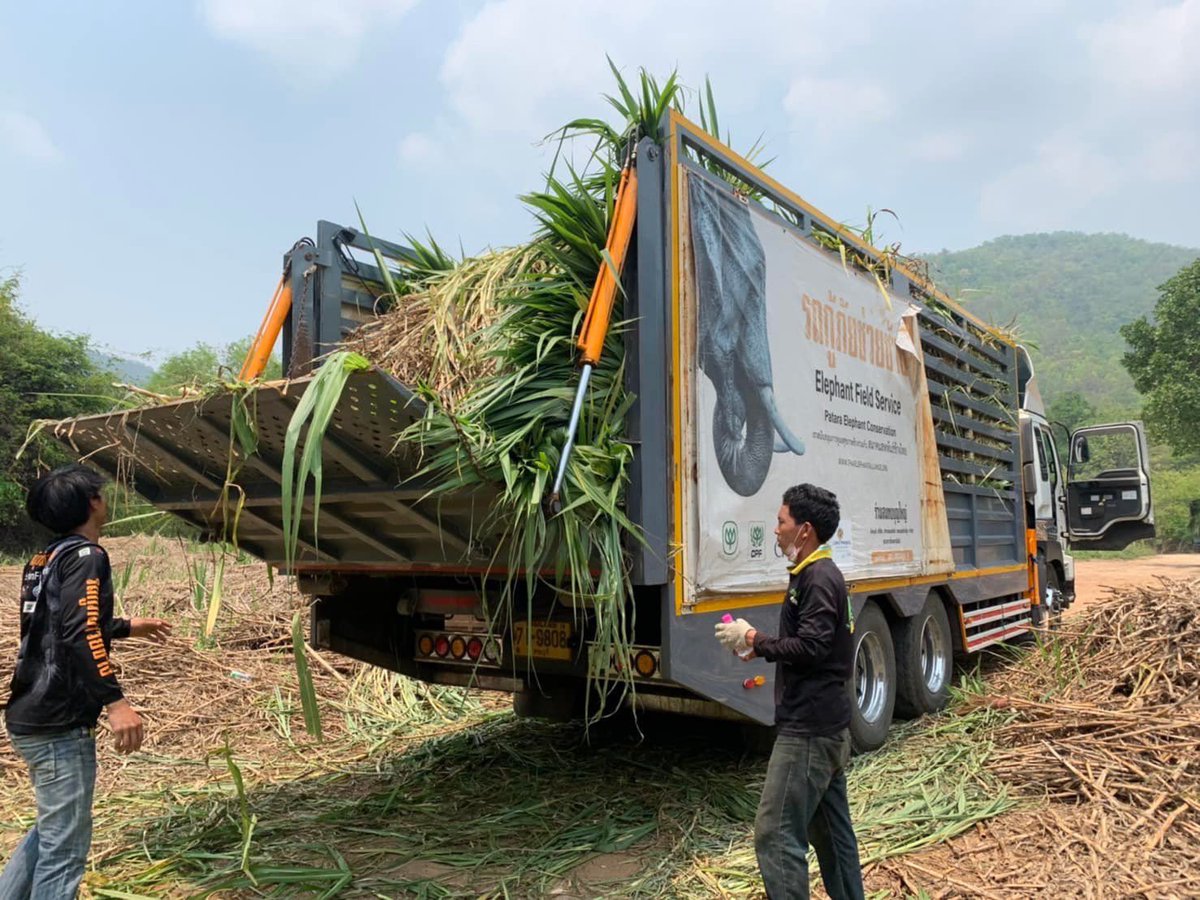 TEAA_thElephant's tweet photo. 👩🏼‍🌾👨🏻‍🌾 เมื่อเครื่องสับหญ้าเพื่อทำหญ้าหมักสำหรับสัตว์เคี้ยวเอื้องขัดข้อง เกษตรกรพบปัญหาหญ้าคงค้างกว่า 8,000 กิโลกรัม 🌿จะเอาไปให้วัวควายก็มีจำนวนมากเกินไป 
🐘ทางสมาคมสหพันธ์ช้างไทยพร้อมช่วยเหลือโดยรับซื้อหญ้ามาเลี้ยงช้างค่ะ
#ช่วยเกษตรกรช่วยช้าง 
#ช่วยช้างถึงช้าง
#สมาคมสหพันธ์ช้างไทย https://t.co/YOolUULemR