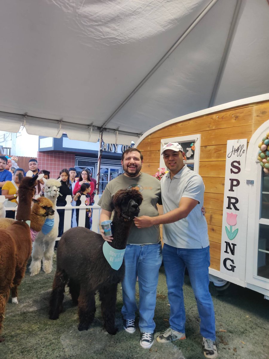 I ran into Ben at the festival in Pharr, and he gave me #LaJoyaFamily access to the alpaca pen! So cool! Thanks again! #LobosAndLlamas