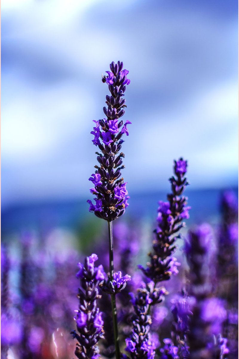 りんのすけ 恋のキューピッド S Tweet おはすけ 4月の花 ラベンダー 花言葉 献身的な愛 春から夏にかけて咲く花 ラベンダーは言わずと知れた ハーブの女王 ラベンダーの香りを嗅いだことがない人はいないでしょうね リプはおはすけで おは戦ag