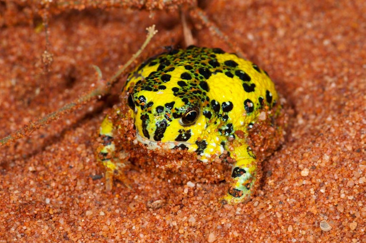 qldmuseum's tweet photo. This little frog means business! Emerging from the sandy soils of the Brigalow Belt after heavy rain, its rotund and fluorescent body punctuates crucifix-shaped spot markings on its back, signalling to potential predators that it is not a tasty meal.
#SpeciesSunday #qldmuseum https://t.co/n23ER8SV7c