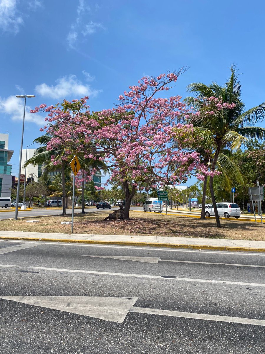 takeda_mex's tweet photo. 今、日本は桜の季節ですね。ここカンクンにはGUAYACÁN ROSADO(一般名)/TABEBUIA ROSEA(学名)、日本ではピンク・テコマやモモイロノウゼンとも呼ばれている花が咲きます。桜のように可憐ではありませんが、この時期「ふっ」と日本を感じる事が幸せに思います。 https://t.co/KOsHAFzTl9