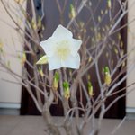 今は亡き息子さんが生前購入したヤシオツツジが咲いた!美しい姿を皆さんも是非見てください!
