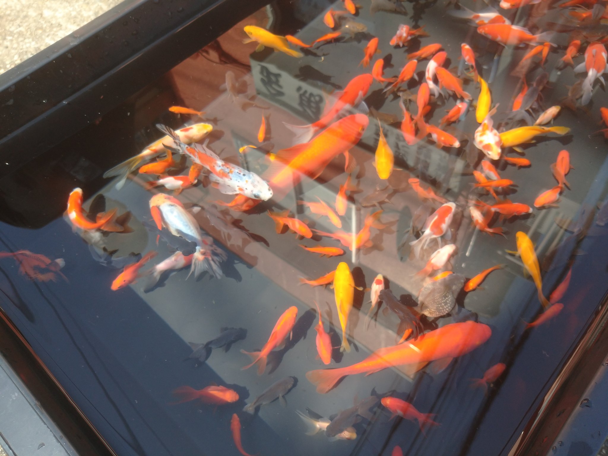 金魚亭 今日も元気に金魚すくい始めました 今日の魚種は 琉金 出目金 玉サバ イエローコメット ピンポンパール ちょうちんパール キャリコ和金 朱文金 玉黄金 江戸錦 等々色々入ってますー 金魚すくい 佐倉市 ユーカリが丘 金魚 佐倉 金魚亭 今日も元気に金魚すくい始めました 今日の魚種は 琉金 出目金 玉サバ イエローコメット ピンポンパール ちょうちんパール キャリコ和金 朱文金 玉黄金 江戸錦 等々色々入ってますー 金魚すくい 佐倉市 ユーカリが丘 金魚 佐倉