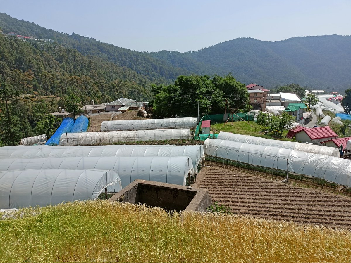 GauravShapal's tweet photo. Analysed agricultural aspects of Chail, Himachal. 

The sustainable ecosystem of this place is fantastic. Cropping etc. is forwarded under natural or controlled polyhouse conditions to prevent any disease intervention.

#SaveSoil @cpsavesoil #SaveSoilMovement #SaveSoilwithWords https://t.co/zjhFUjMiNY