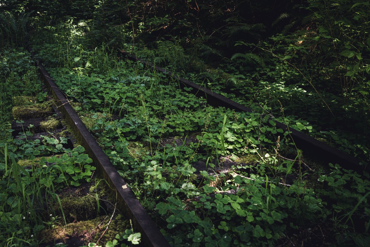 danielhuckmann's tweet photo. Track being slowly reclaimed by the forest, part of the abandoned Port of Tillamook Bay Railroad in Oregon.

June 2021

ƒ/4 1/5 35mm ISO100 https://t.co/KPaJIBaRj0