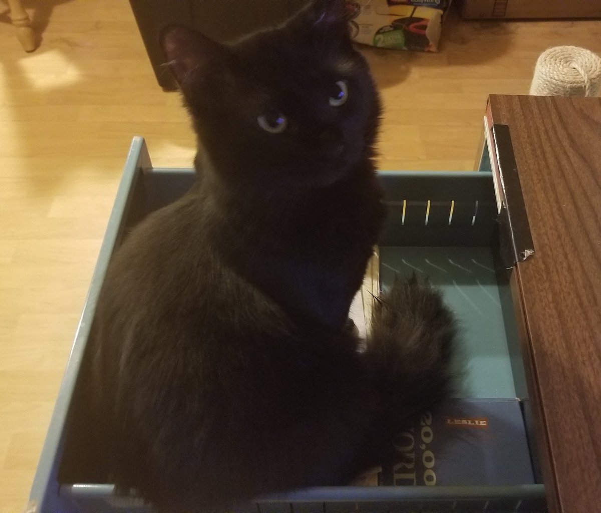 RiverstoneSaga's tweet photo. At least he's no longer on my papers...#kittenshenanigans #Caturday #CatsOfTwitter #ifitfits https://t.co/PKHcOLC27n
