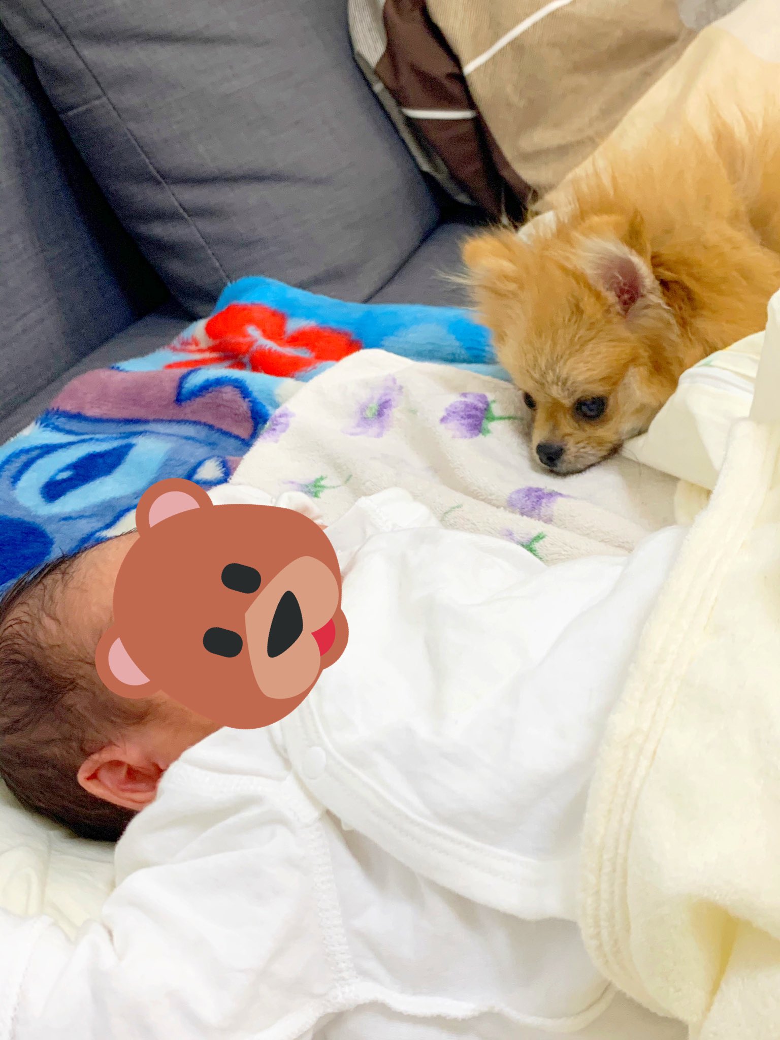 犬と子ども Twitter Search Twitter