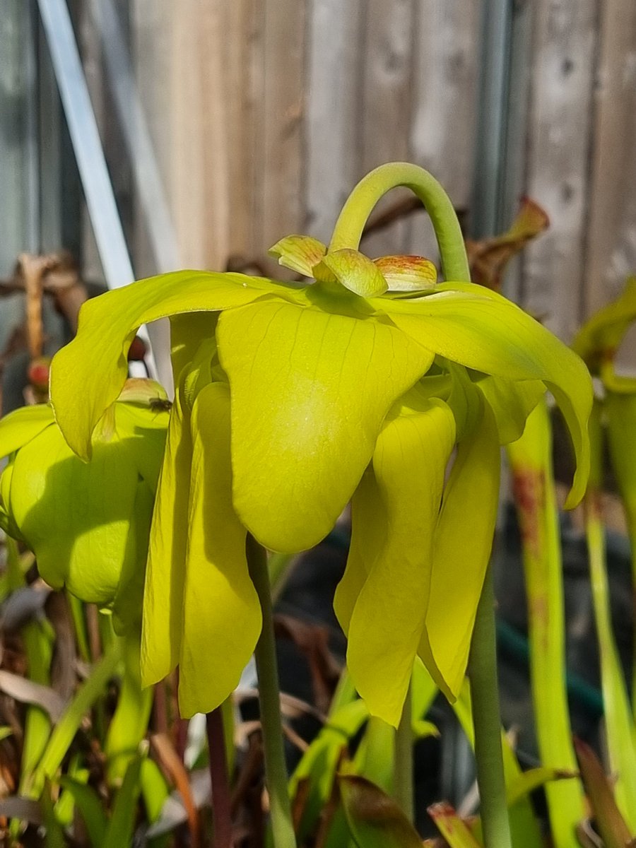 JLClements89's tweet photo. First two #Sarracenia flava flowers #Carnivorous_Plants #Pitcher_Plants https://t.co/SOc1cthV5X
