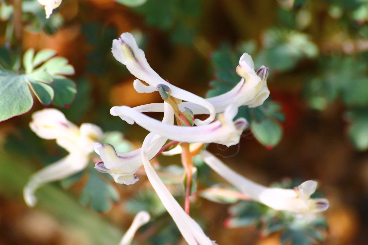 j11p43f's tweet photo. Corydalis henrikii is endemic to Turkey and only described formally in 1991! Despite this it already seems very common in horticulture.
#PlantsAreCool #Botany #Papaveraceae #KewGardens #KewAlpine https://t.co/n4N245EFE5