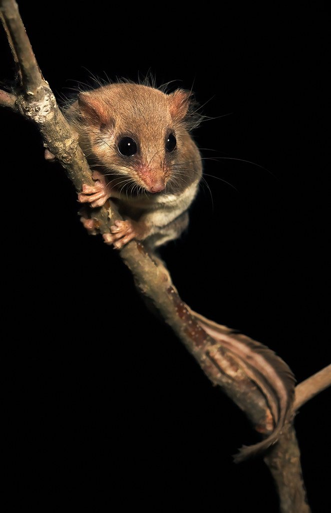 Acrobates pygmaeus #VliegendeBuidelmuis #AustralischeVliegendeBuidelmuis #FeathertailGlider #PygmyGlidingPossum #PygmyGlider #PygmyPhalanger #FlyingPhalanger #FlyingMouse