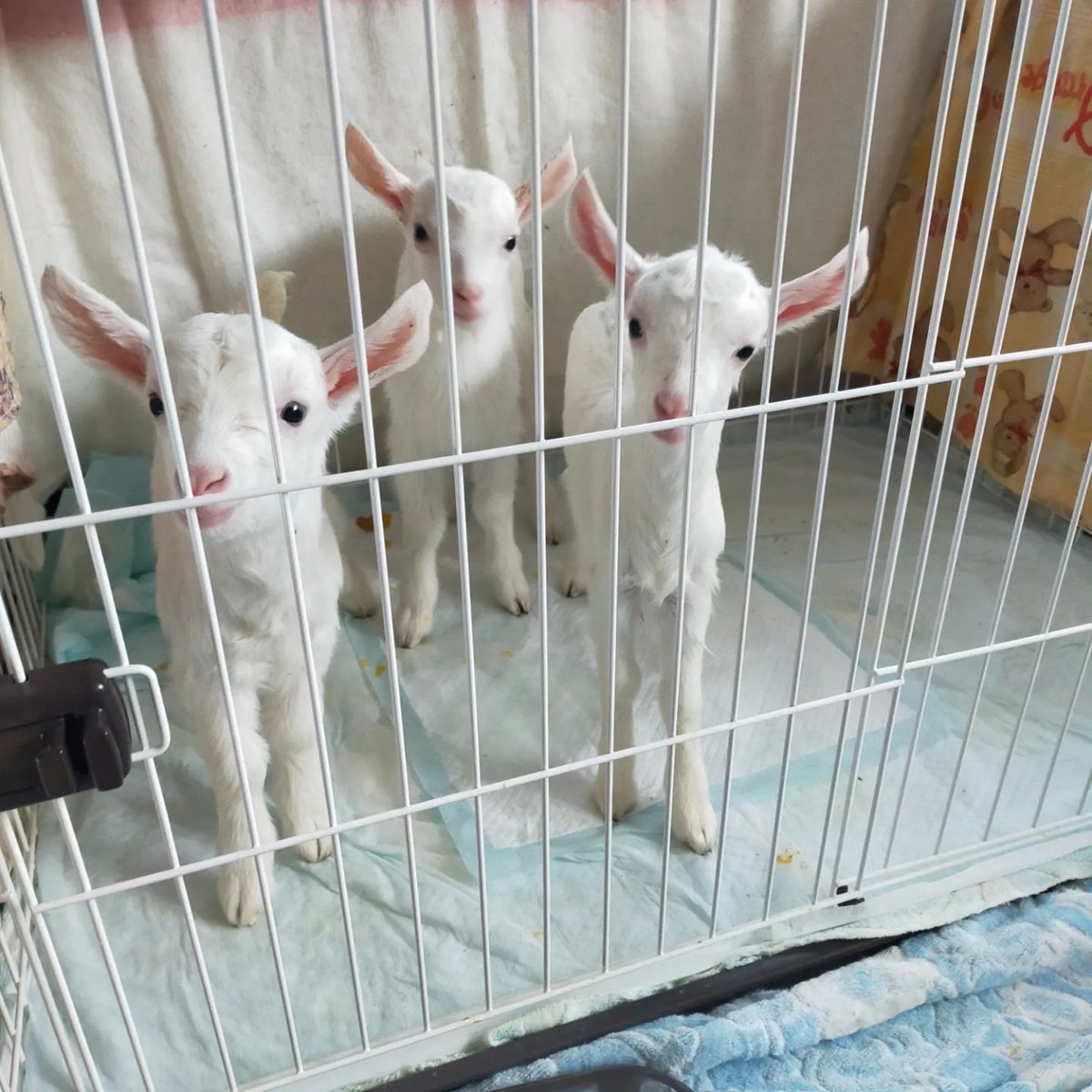 gansoakazasa's tweet photo. 先月子ヤギが産まれました。🐐🐐🐐
人工乳で人間が育てています。
乳飲み子から育ててみたい方いらっしゃいませんか？
とっても懐いて可愛いですよ💕
#子ヤギが産まれました
#里親様募集
#乳飲み子
https://t.co/lOoJZ8Sbwc... https://t.co/HgNiqiMI7g