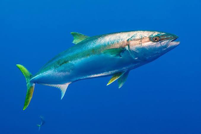 Congrats to <a href="/TMClarke95/">Thomas Clarke</a> for another PhD chapter published. His latest study shows that non-target species (e.g. kingfish) can also be affected by shark-diving tourism doi.org/10.3354/meps13… <a href="/MEPS_IR/">Marine Ecology Progress Series (MEPS)</a> <a href="/FlindersMarine/">Marine & Coastal Research Consortium</a>