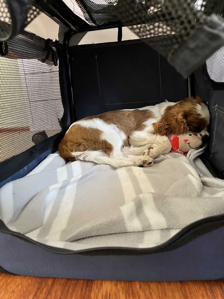 Hello, everyone just about to have a snooze in my new crate. #dogsoftwitter #dogs