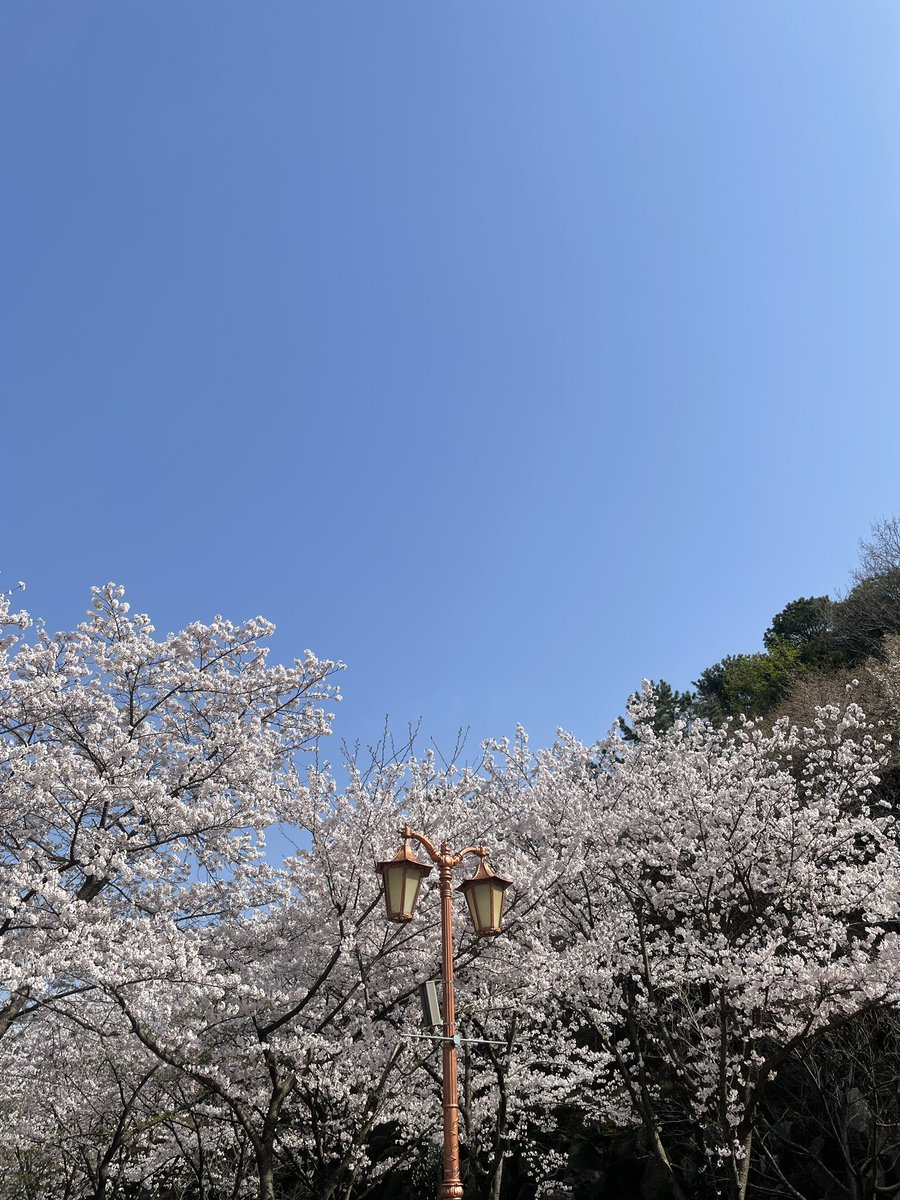 san_rang_hae's tweet photo. 벚꽃이 예쁘게 피니 네 생각이 난다 산아~
#김안산랑해 https://t.co/dgUdWGP3Z5