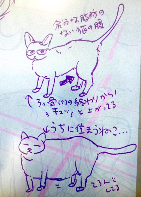 猫の骨格とか覚えていないので猫を描く時に資料など見直すんですが、毎日見てる猫と違う…となりました
猫のダイエット難しい 