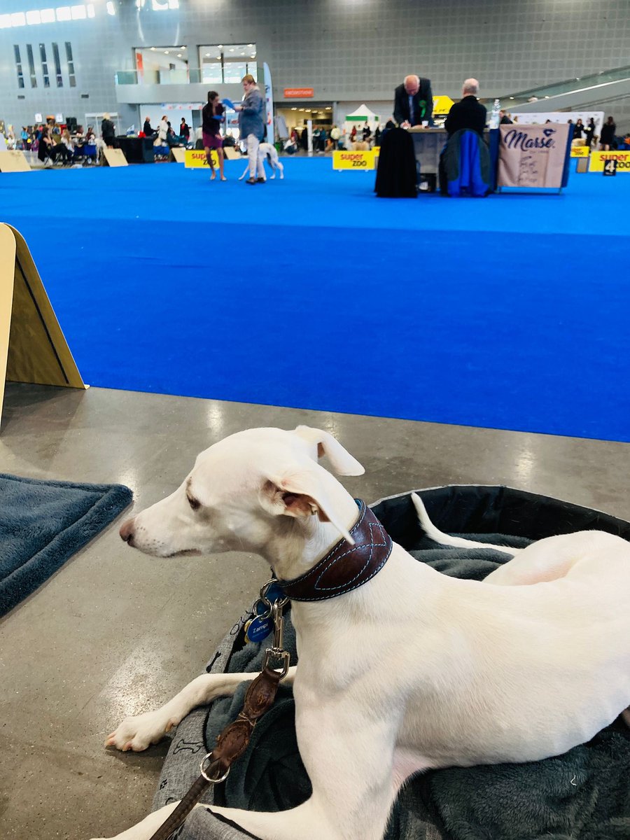 kunc_zidenice's tweet photo. #Apollo poprvé na výstavě. #whippet https://t.co/pI1m0KvWvG