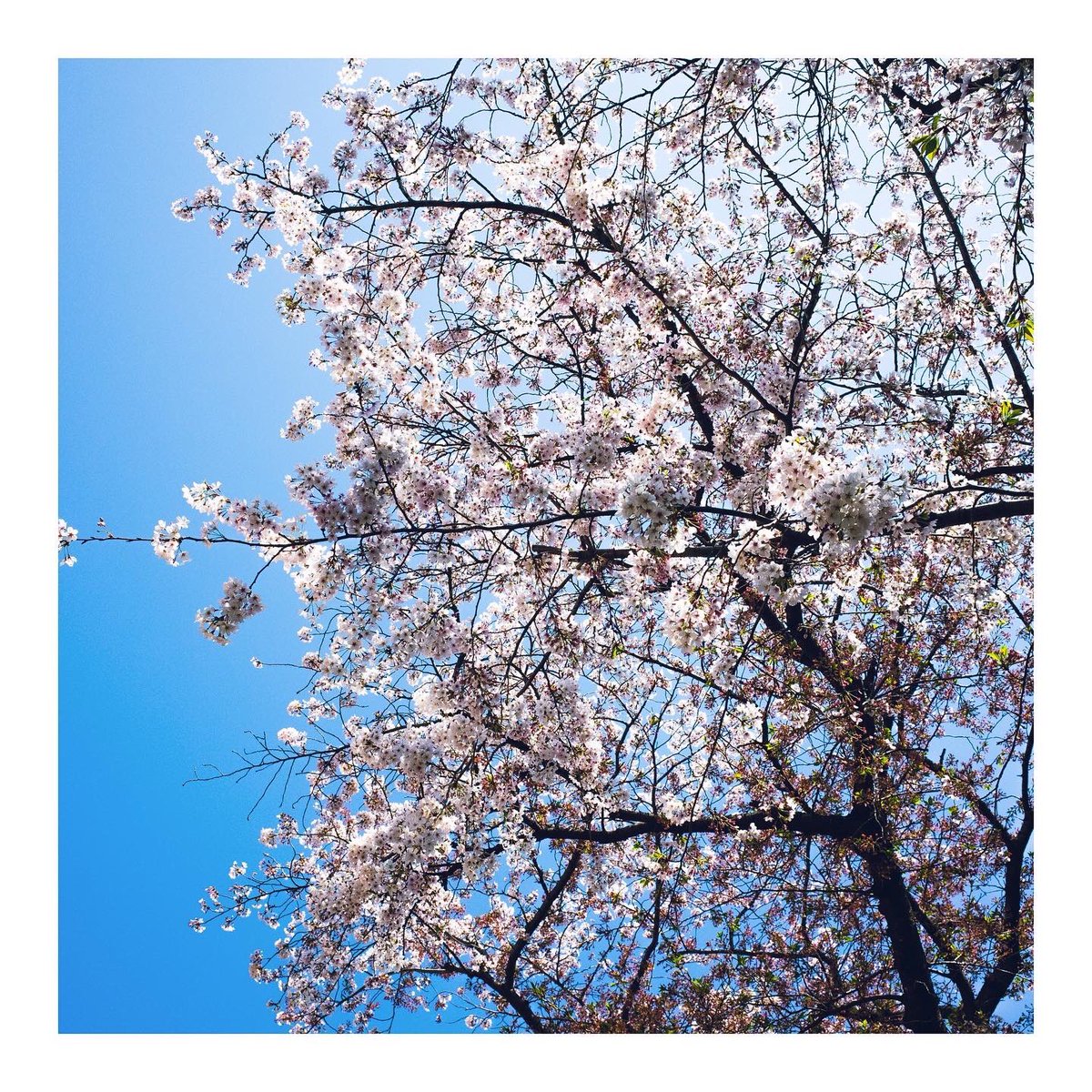 Iu6Xh's tweet photo. 2022/04/10 散歩
♯grⅡ https://t.co/V5WGlsN2ql