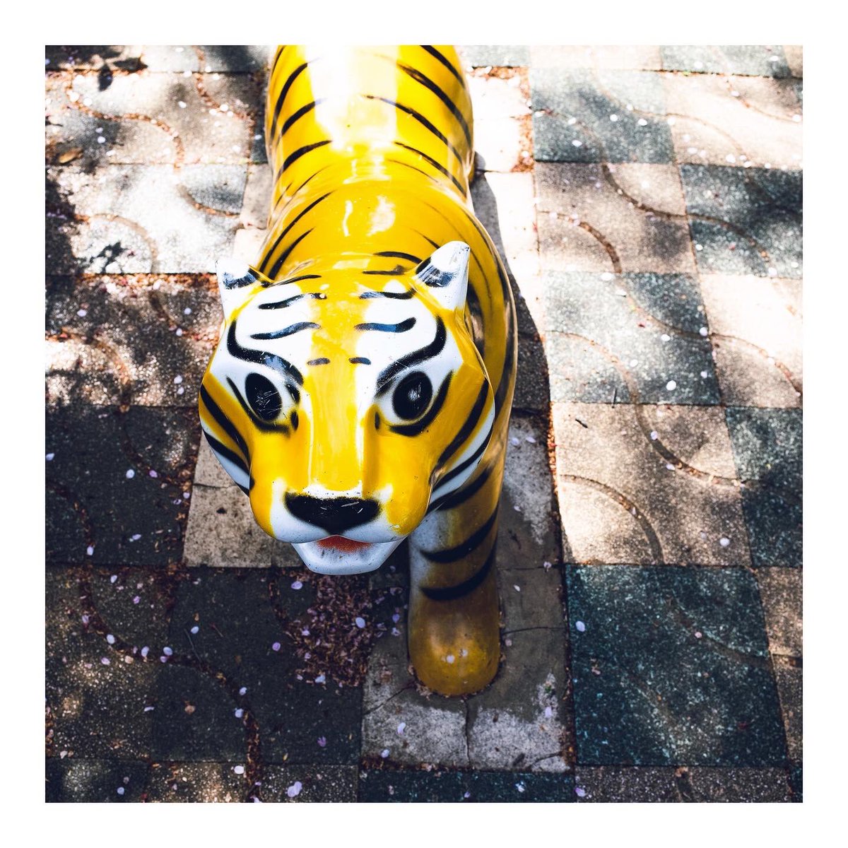 Iu6Xh's tweet photo. 2022/04/10 散歩
♯grⅡ https://t.co/V5WGlsN2ql