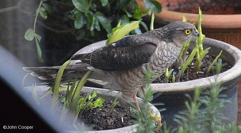 TheSuffolkMan's tweet photo. #Sprawk #Sparrowhawk #birds https://t.co/WNohosTrJL