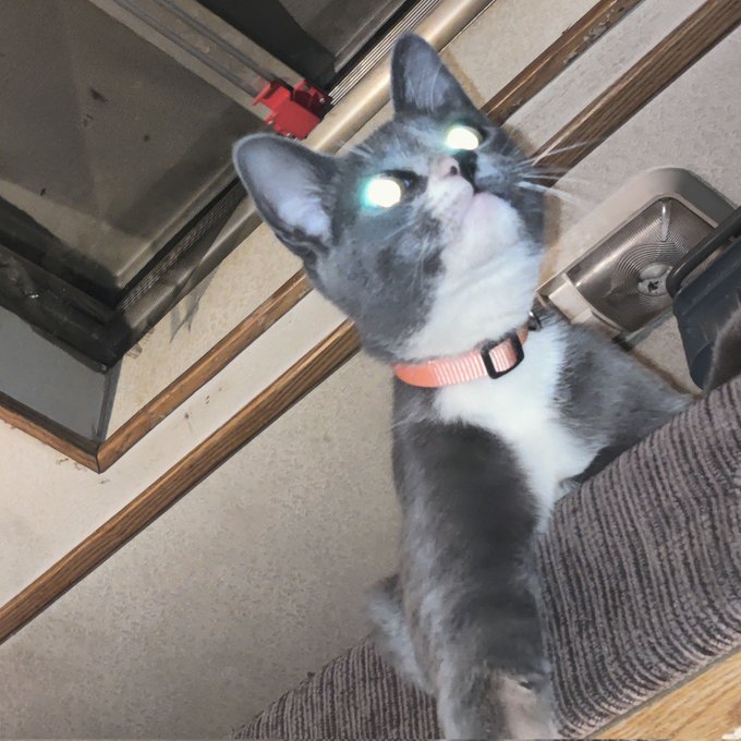 phase one:                    phase two: https://t.co/rS1XA9ypgC