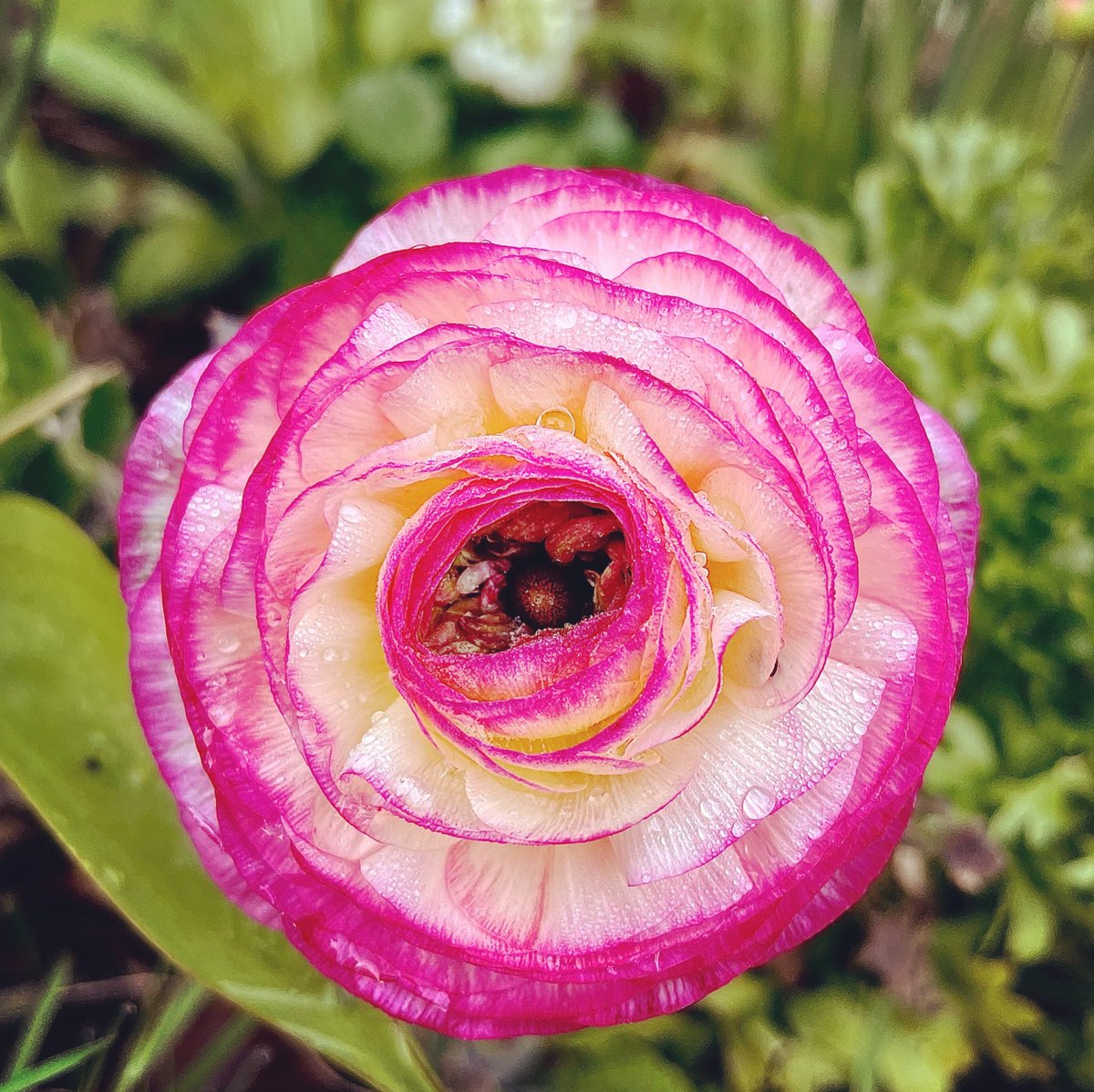 Nature is Art ❤️⭕️❤️

#flowers #nature #art #photography #photooftheday #naturephotography #gardens #gardening #englishgardens  #spiral #circle #fibonacci #photos #GardeningTwitter #beautiful