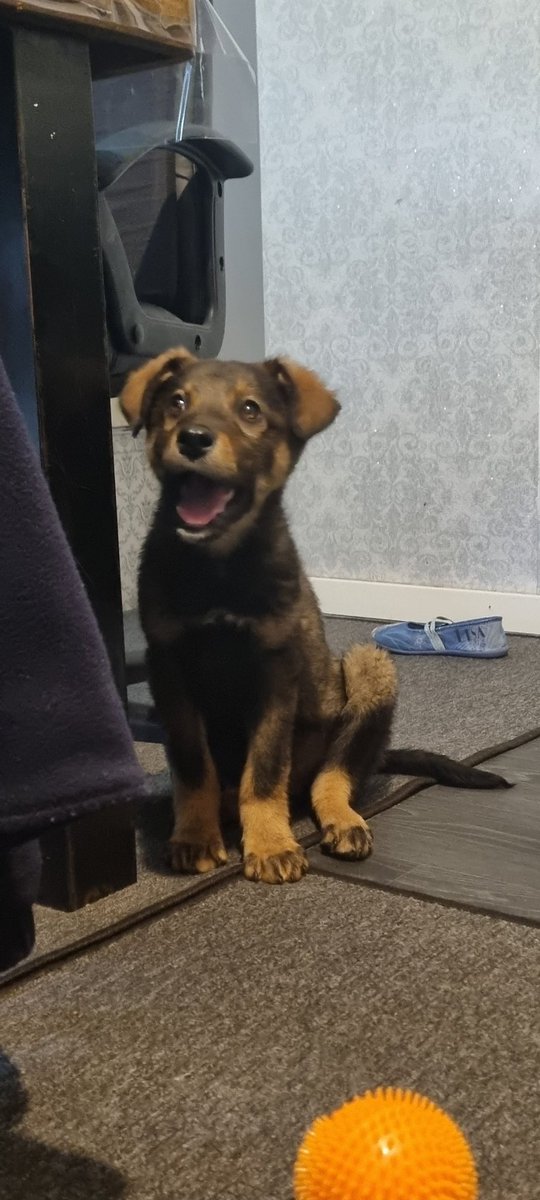 Hallo #twitterrudel #dogsoftwitter ich hab schon so viel von euch gelesen und ich bin der neue. Ich heiße Bodo. Und meine Mama muss immer singen wenn man mich ruft. Ich versteh garnicht wieso. Freut mich wenn ich mehr von euch Lese.