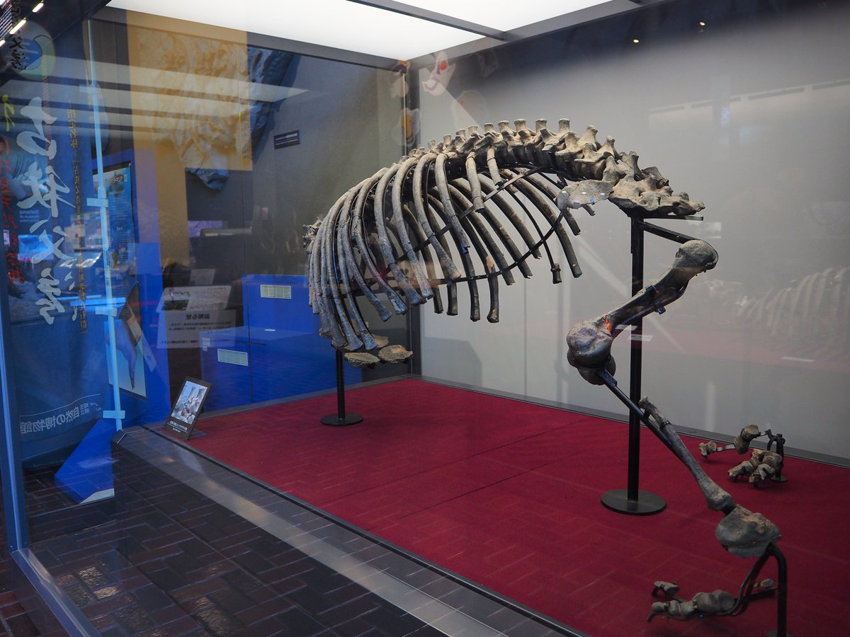 古代脊椎骨の化石標本 IMG_0779-scaled.jpg