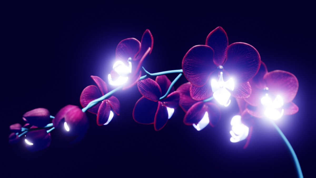 HanTatsumi's tweet photo. Captured at 0.3f, light emitting lip Phalaenopsis. Surely very rare. @EtherealOrchid https://t.co/44FZnJywD5
