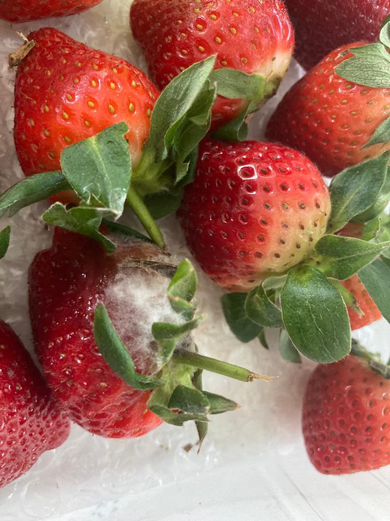 PeterTro80's tweet photo. @sainsburys Hi, had a delivery last night, but the strawberries were mouldy. Can we get a refund please? https://t.co/MhB9dZ3Dmi