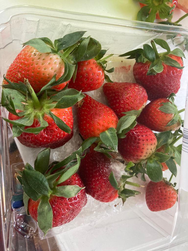 PeterTro80's tweet photo. @sainsburys Hi, had a delivery last night, but the strawberries were mouldy. Can we get a refund please? https://t.co/MhB9dZ3Dmi