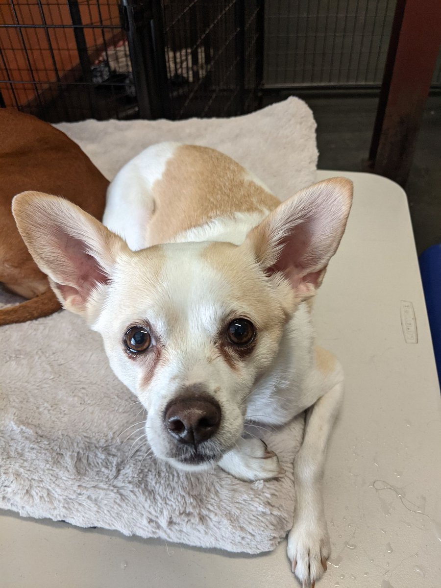 Just kickin' it in #doggydaycare. 

#dogsoftwitter #dogs #pets #DogTwitter