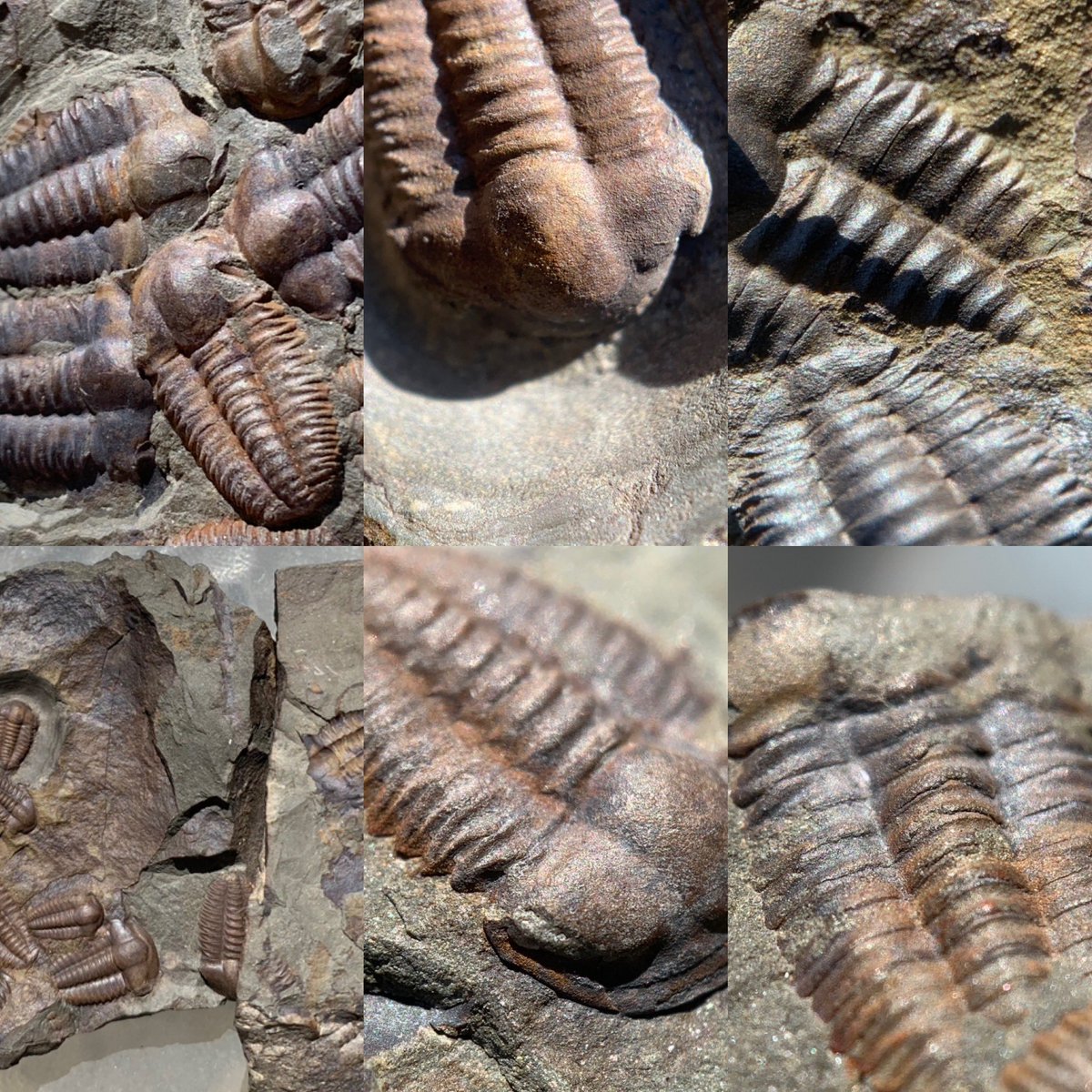dr_dappleton's tweet photo. Just these amazing plates of #Ellipsocephalushoffi #trilobites from the #jinceformation of the #CzechRepublic #middlecambrian #fossil #fossils #FossilFriday #paleontology #trilobite #extinct #mortalityplate https://t.co/hYmOAxnoGN