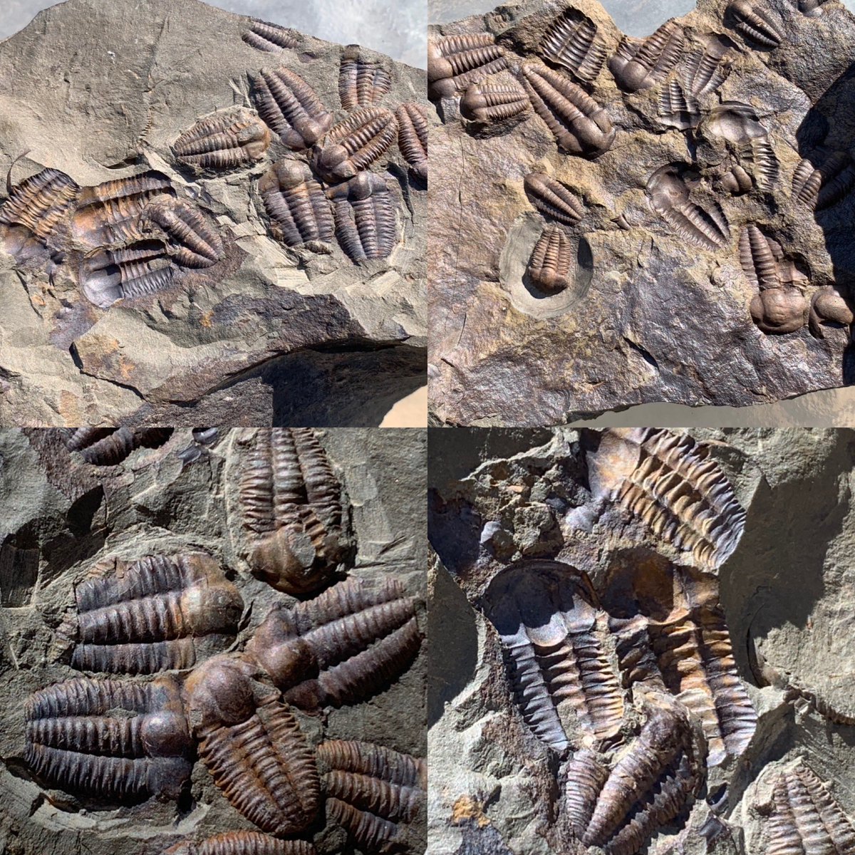 dr_dappleton's tweet photo. Just these amazing plates of #Ellipsocephalushoffi #trilobites from the #jinceformation of the #CzechRepublic #middlecambrian #fossil #fossils #FossilFriday #paleontology #trilobite #extinct #mortalityplate https://t.co/hYmOAxnoGN