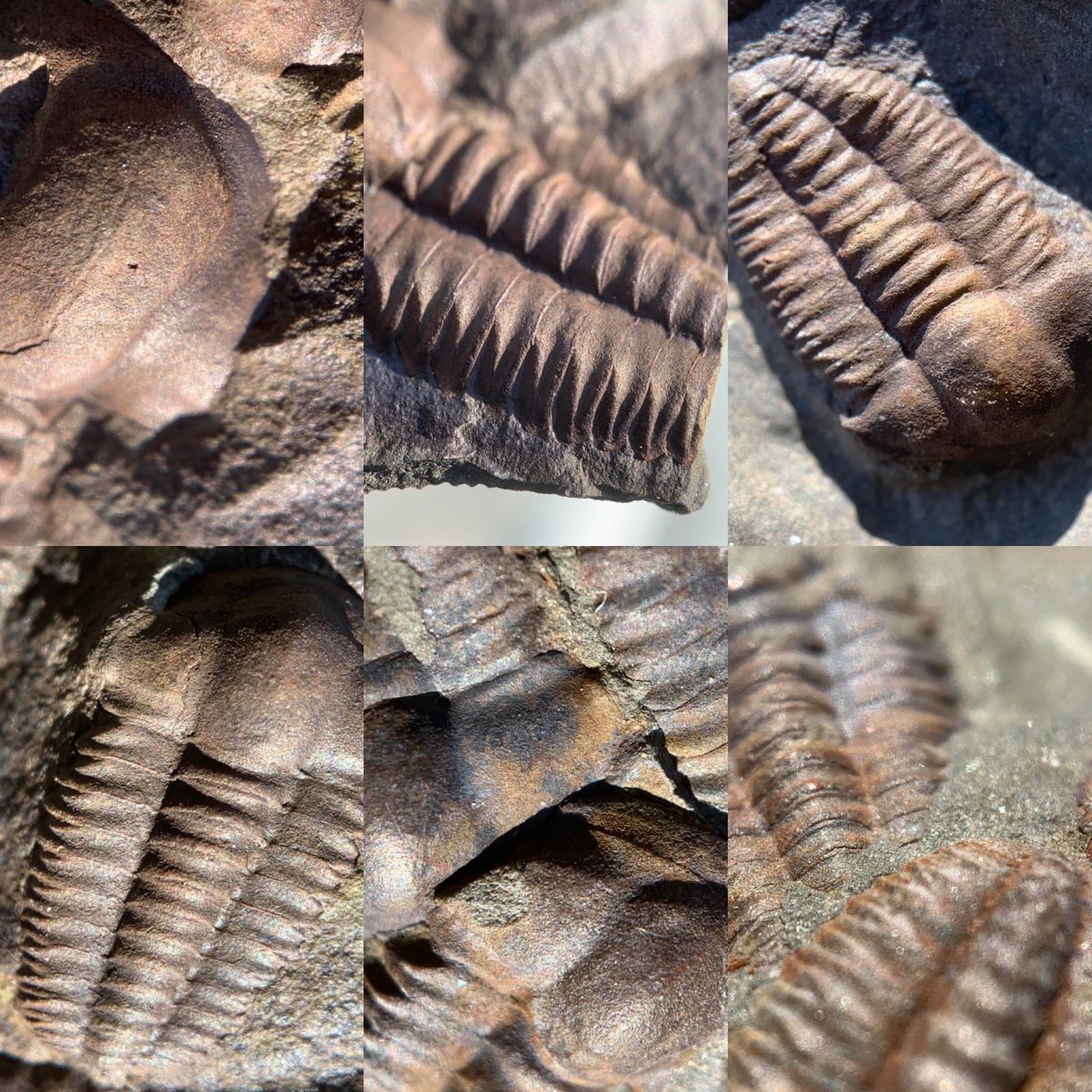 dr_dappleton's tweet photo. Just these amazing plates of #Ellipsocephalushoffi #trilobites from the #jinceformation of the #CzechRepublic #middlecambrian #fossil #fossils #FossilFriday #paleontology #trilobite #extinct #mortalityplate https://t.co/hYmOAxnoGN