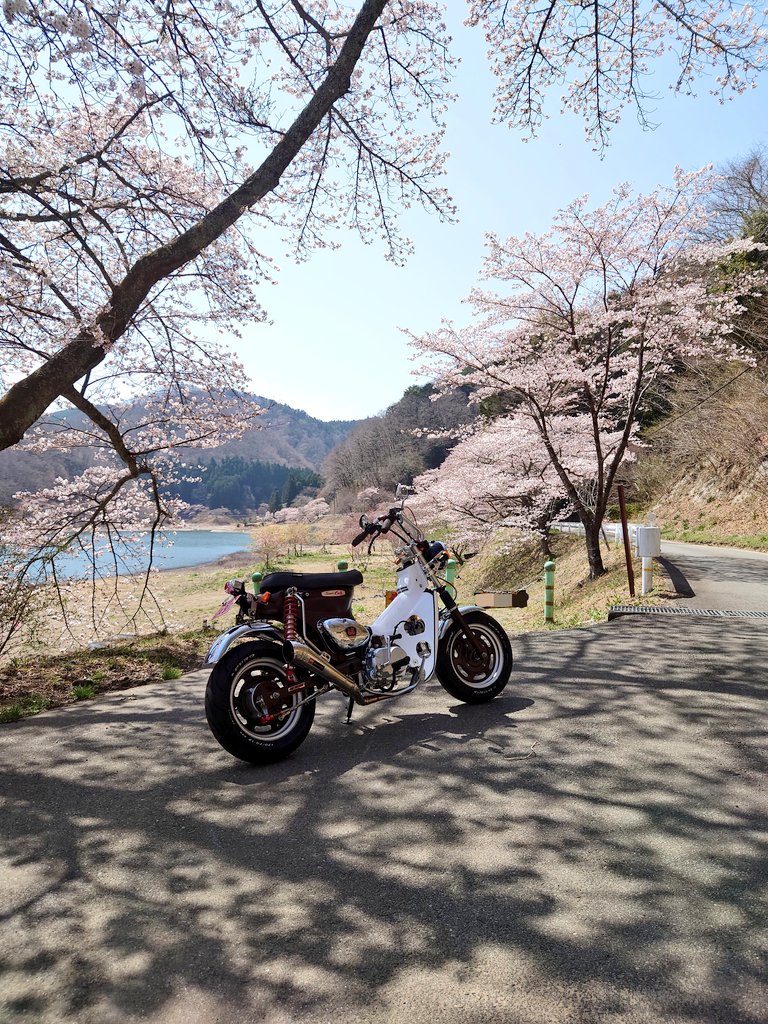 te71caro's tweet photo. 昨日ゼファーの調子が少し悪かった？のでキャブ調整🔧
からのカブで散歩🏍｡｡｡🎵
メッシュジャケットで出掛けたけど、丁度良いくらい暖かい☺️ https://t.co/vRCKB8tEMB