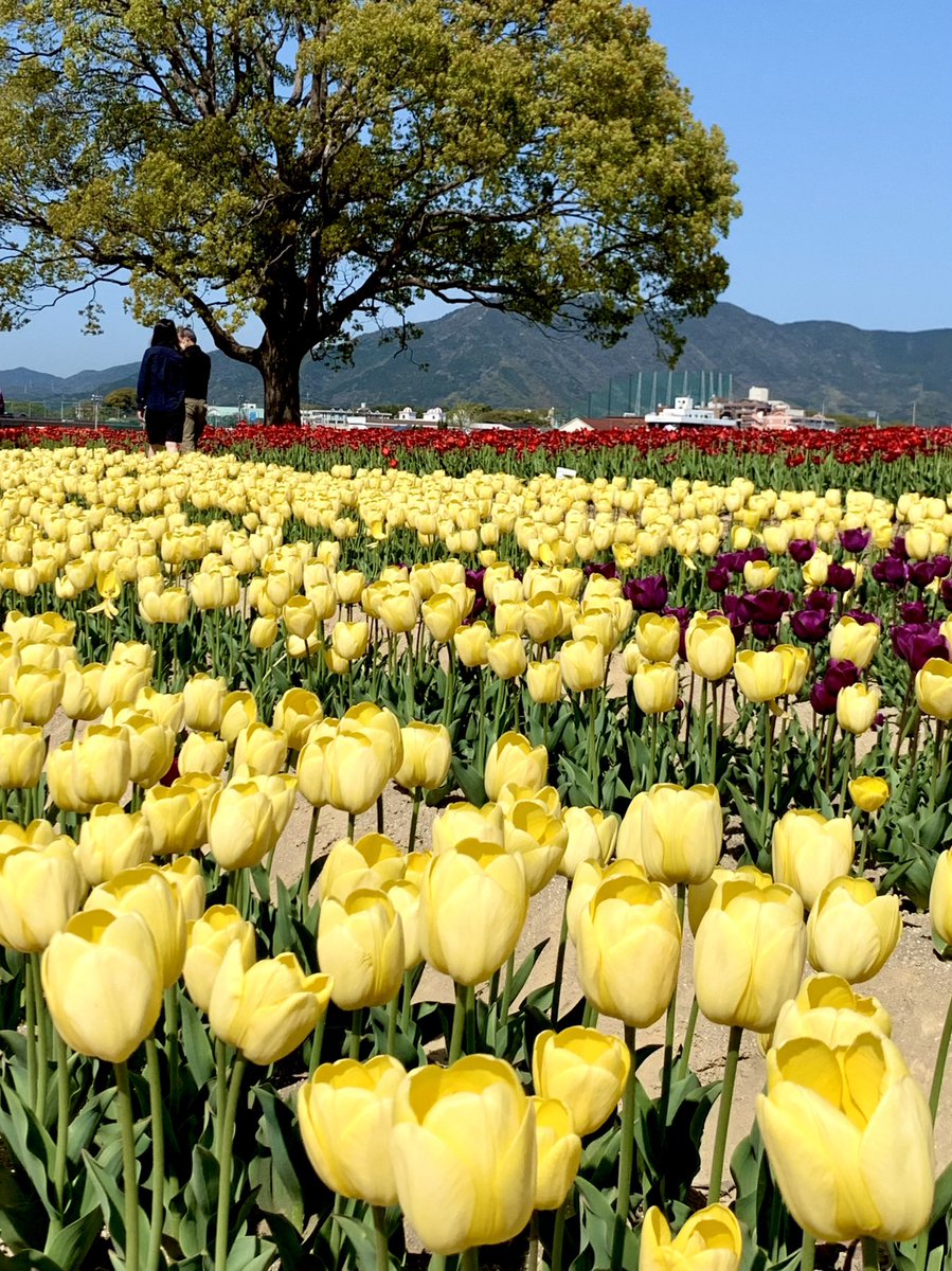 hat55555's tweet photo. １８万本のチューリップ(福岡県直方市)
たくさんの地元の企業やお店、ボランティアグループが参加する町おこしは素敵です。 https://t.co/lf0Na1Lj6m