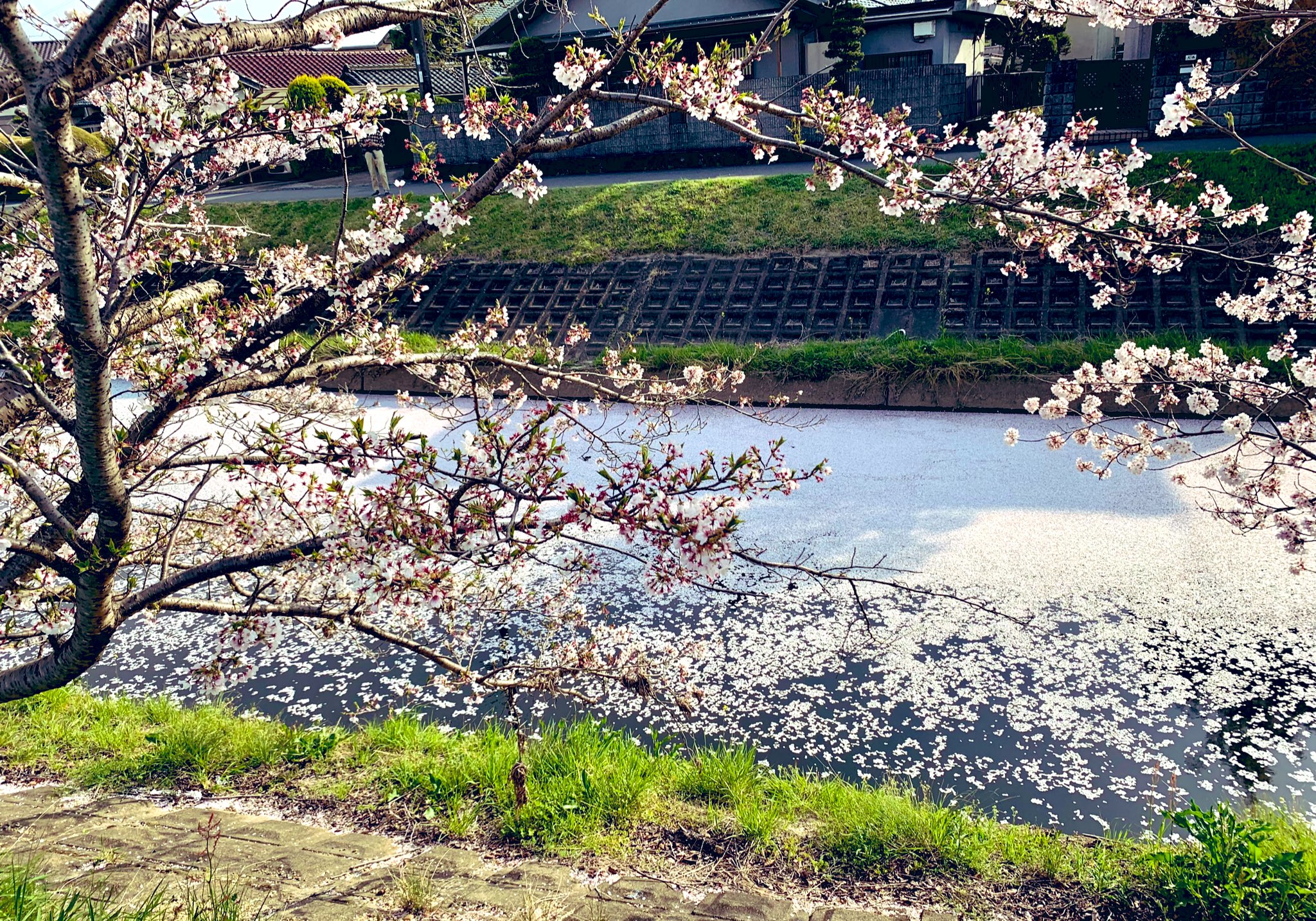 水面桜 Twitter Search Twitter