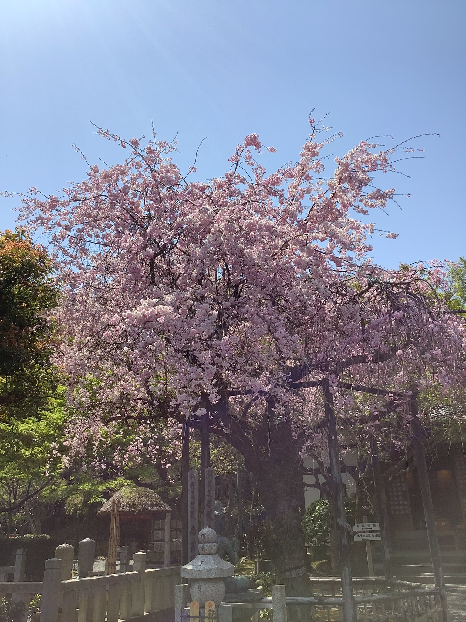 化野 あだしの 念仏寺 枝垂れ桜 カイドウザクラ満開です T Co C6p5zhy390 Twitter