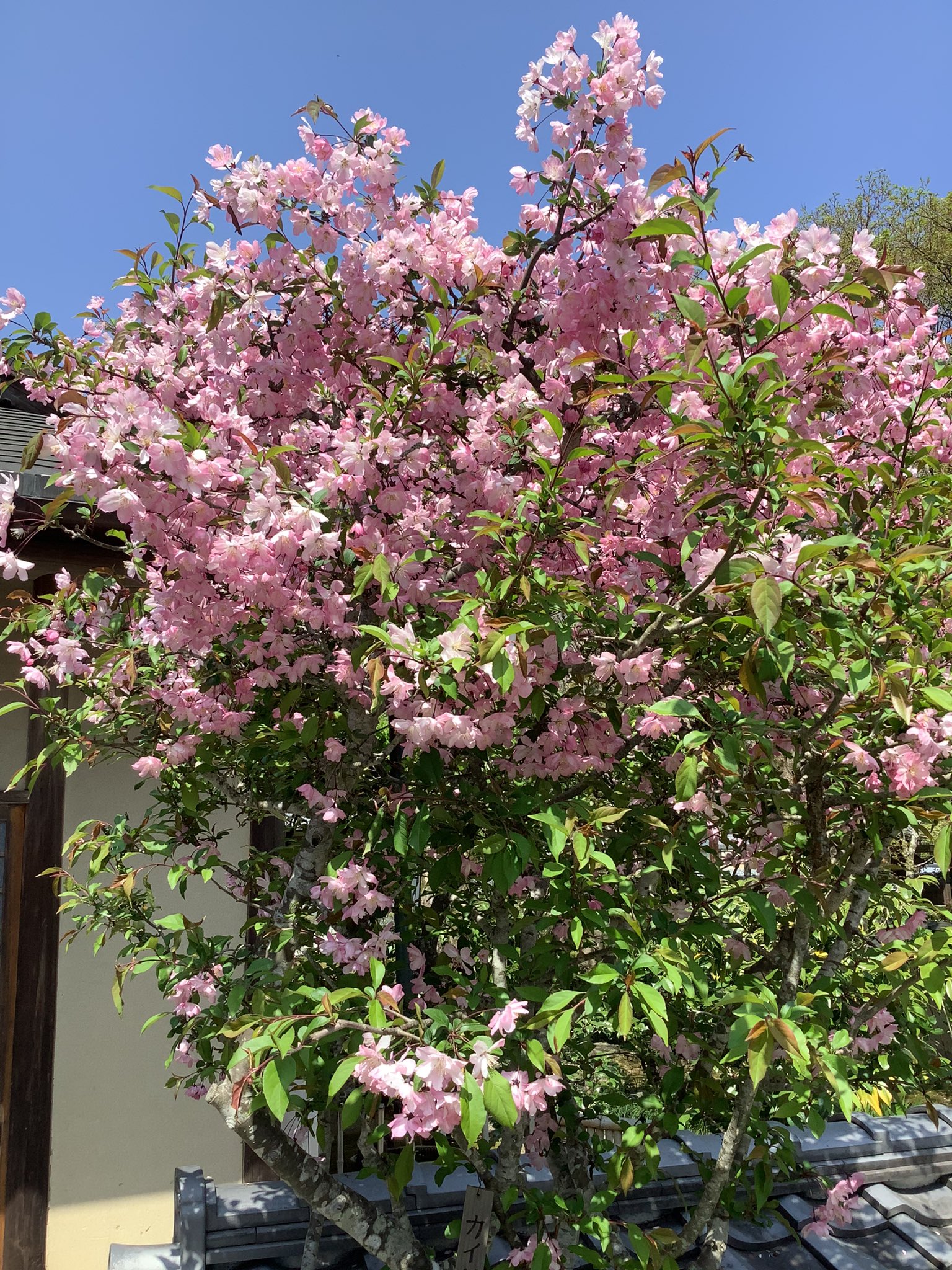 化野 あだしの 念仏寺 枝垂れ桜 カイドウザクラ満開です T Co C6p5zhy390 Twitter