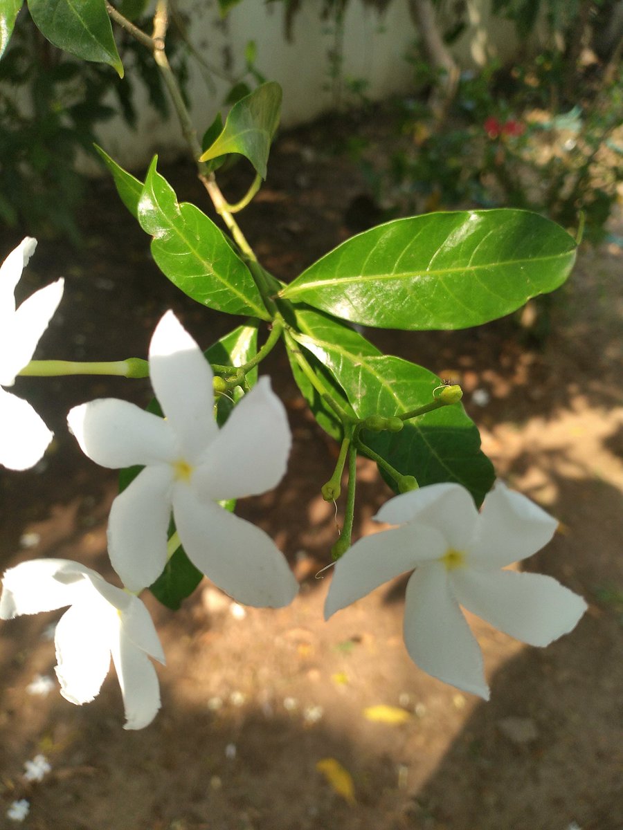 Krutika_patel8's tweet photo. Good morning ..
#champa
#jasud
#tagri
#bougainvillea https://t.co/UAKhGXp1Yc