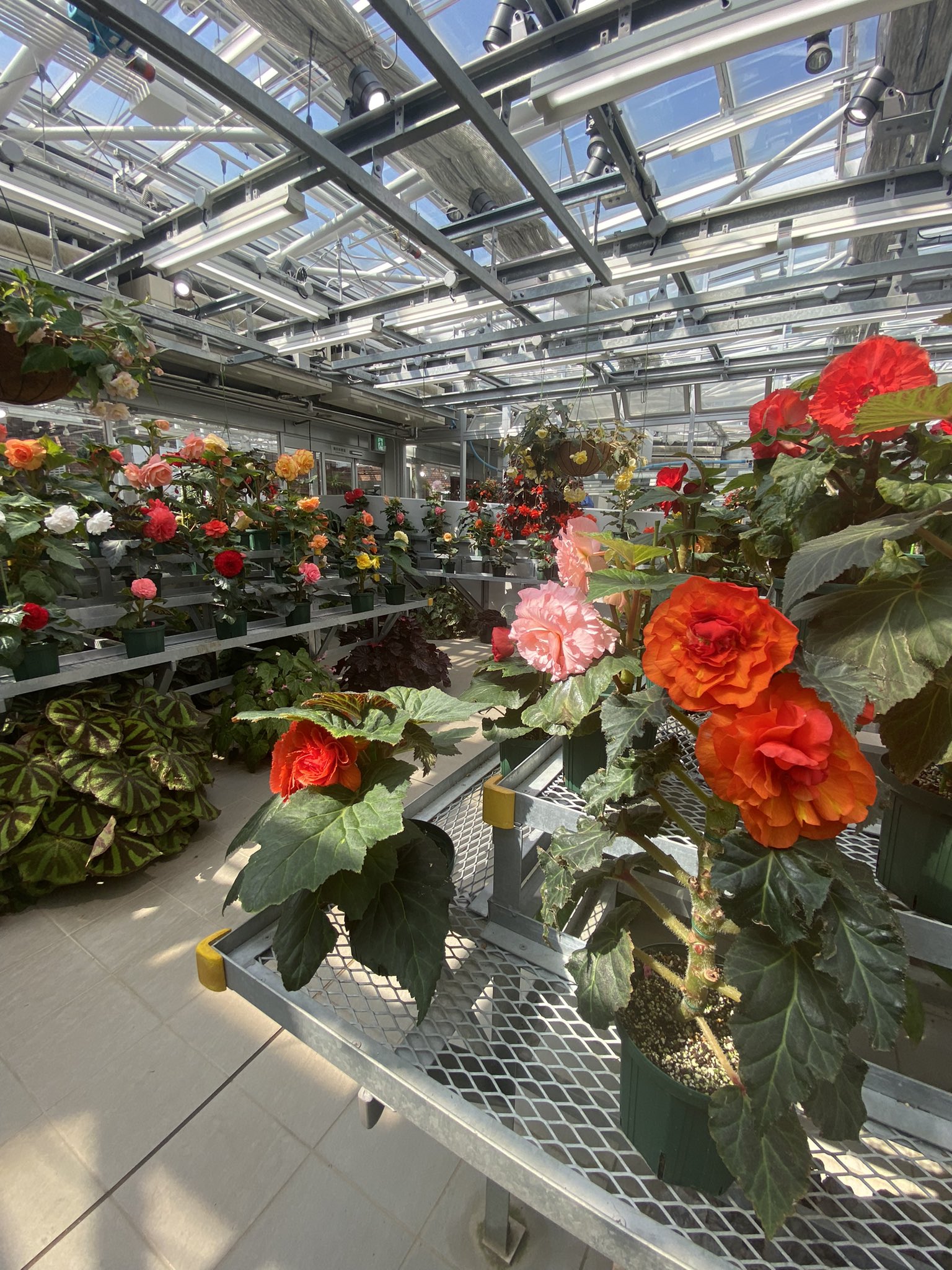 神代植物公園 Twitter Search Twitter