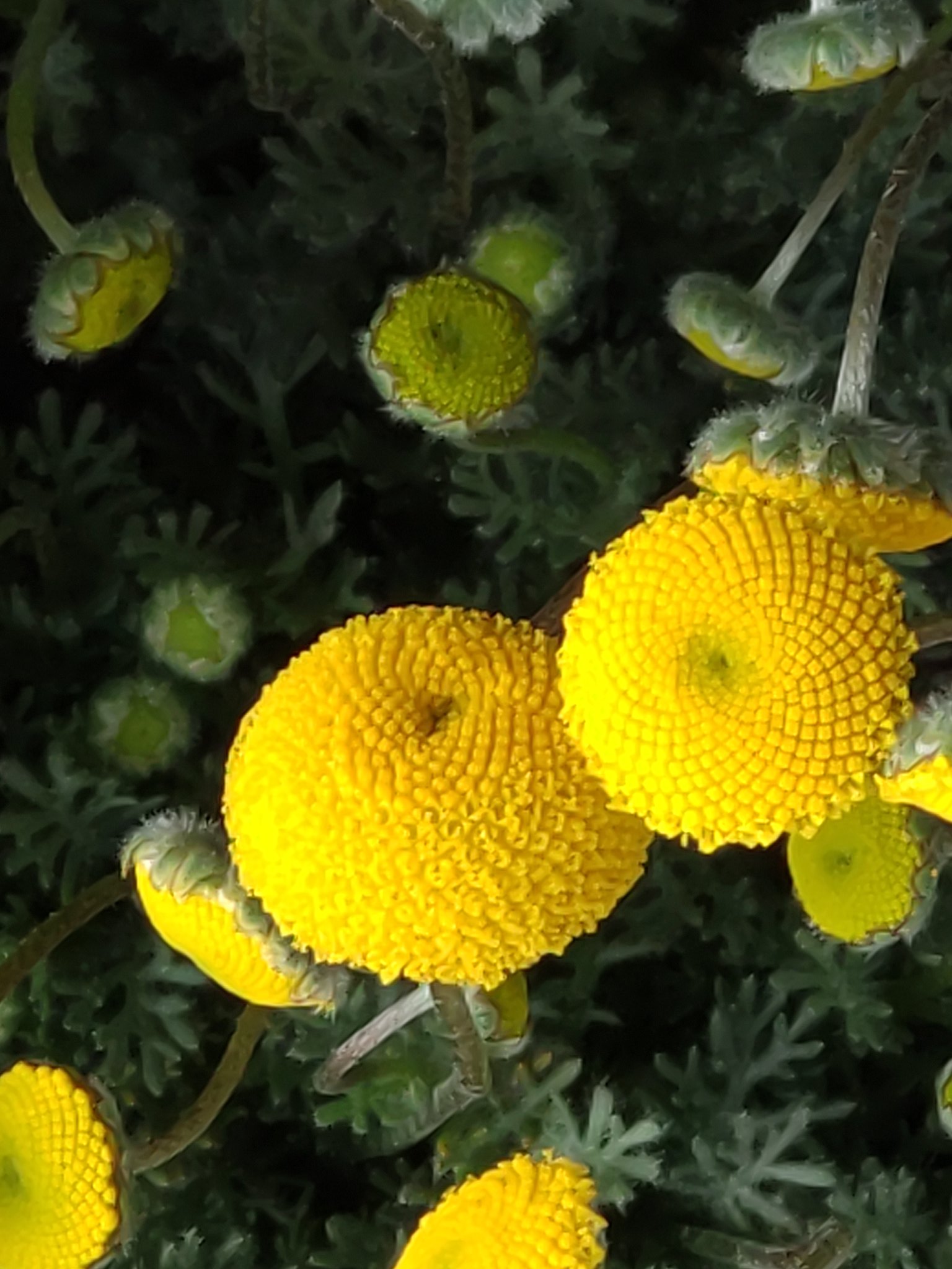 スーパーやさいマン カンザキアヤメ 画像左 草丈が低いため花が隠れているのが特徴 花言葉は 勇気 アンゲロニア 画像右 小さなラベンダーのような花姿で別名 エンジェルラベンダー と呼ばれている 花言葉は 過去の恋人 T Co