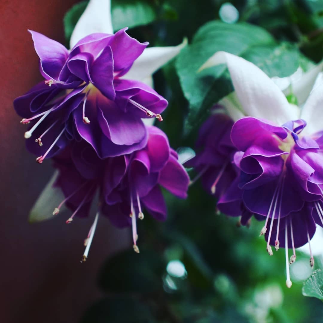 Ladyseardrops Twitter Search Twitter