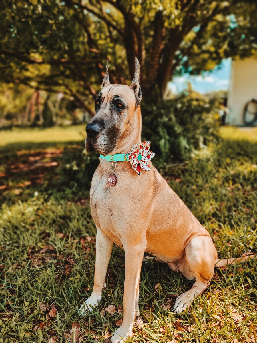 FergusGreatDane's tweet photo. #greatdaneproblems #daneproblems #bigdogproblems #bigbang #zoomieproblems
🔸️
@dog_rates @dogcelebration
🔸️
#greatdane #RipleyTheFawnDane #dogs #dogsoftwitter https://t.co/tSItKXujZc