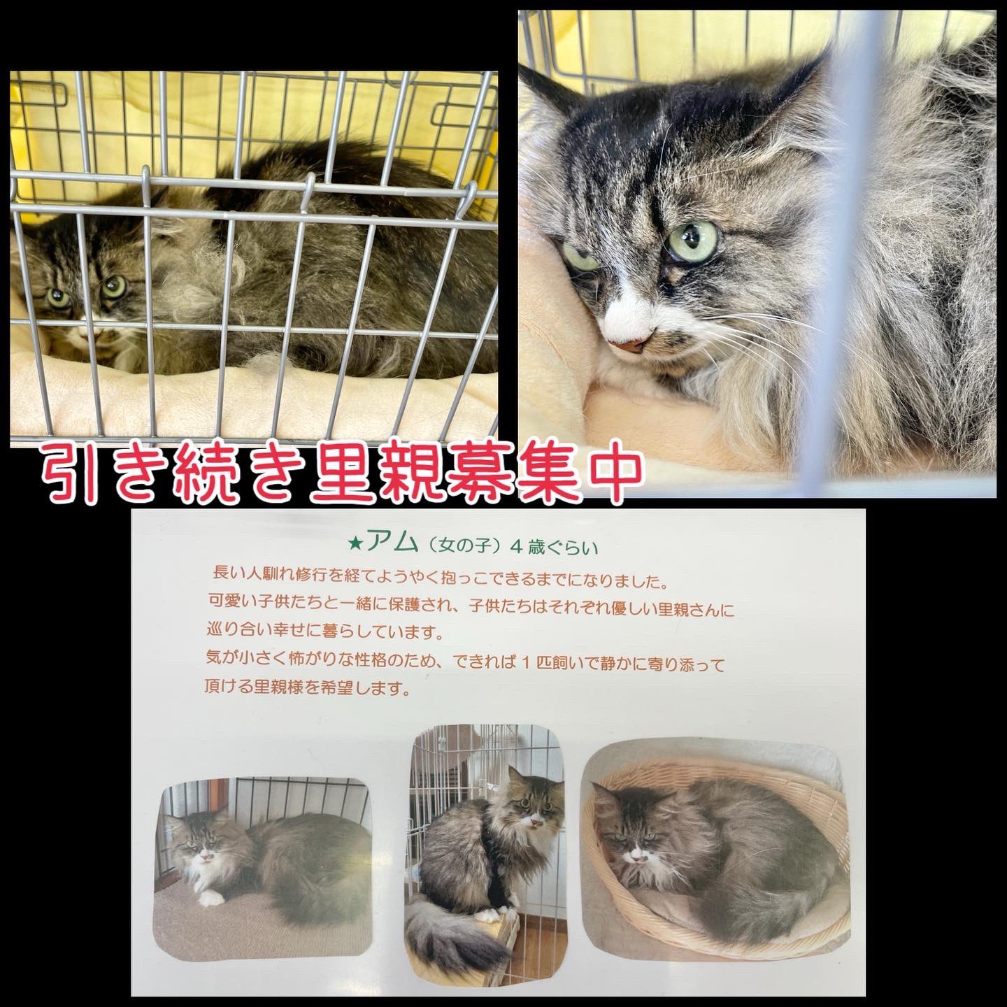 ながの鈴ねこの会 Suzunekonokai Twitter