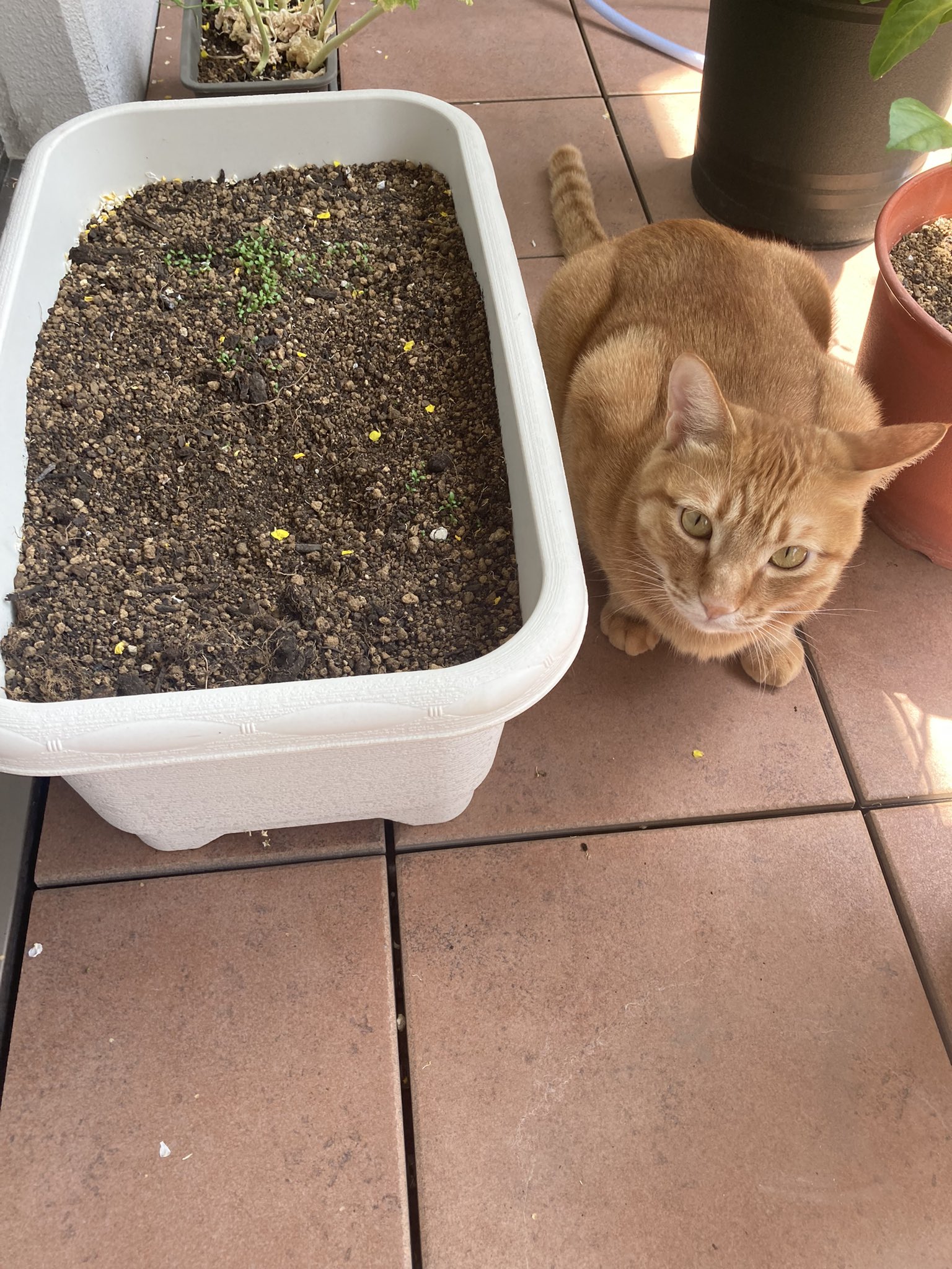 土づくり Twitter Search Twitter