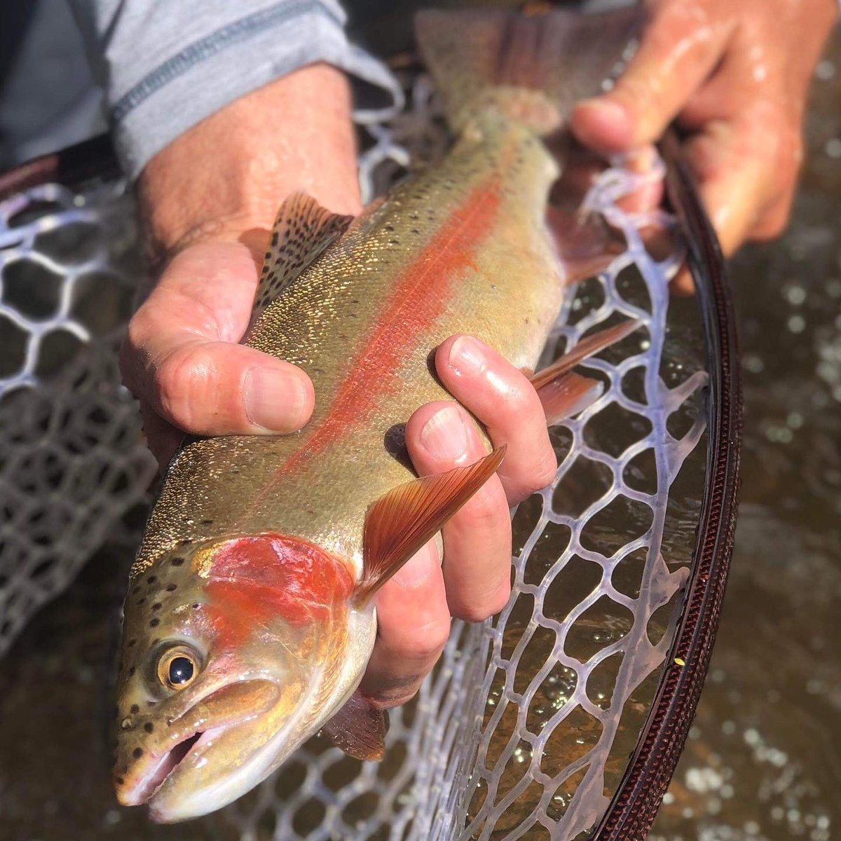 off_map's tweet photo. With all this rain the trout are on the move and we love hunting them. Call us for your Fly Fishing Trout experience with our expert guide Grant 0478 794 924 now before the trout season closes. https://t.co/S5LtQSwMbr