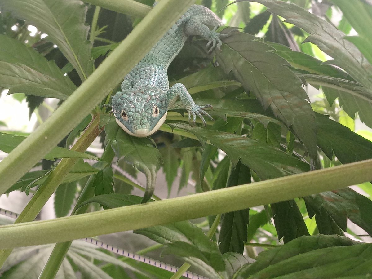 VigGrows's tweet photo. @dakota_ginger @UndercoverSton1 Squirmy The Mexican Alligator Lizard running around the grow tent. #Squirmy #Viggrows https://t.co/fT8CDl5wVO