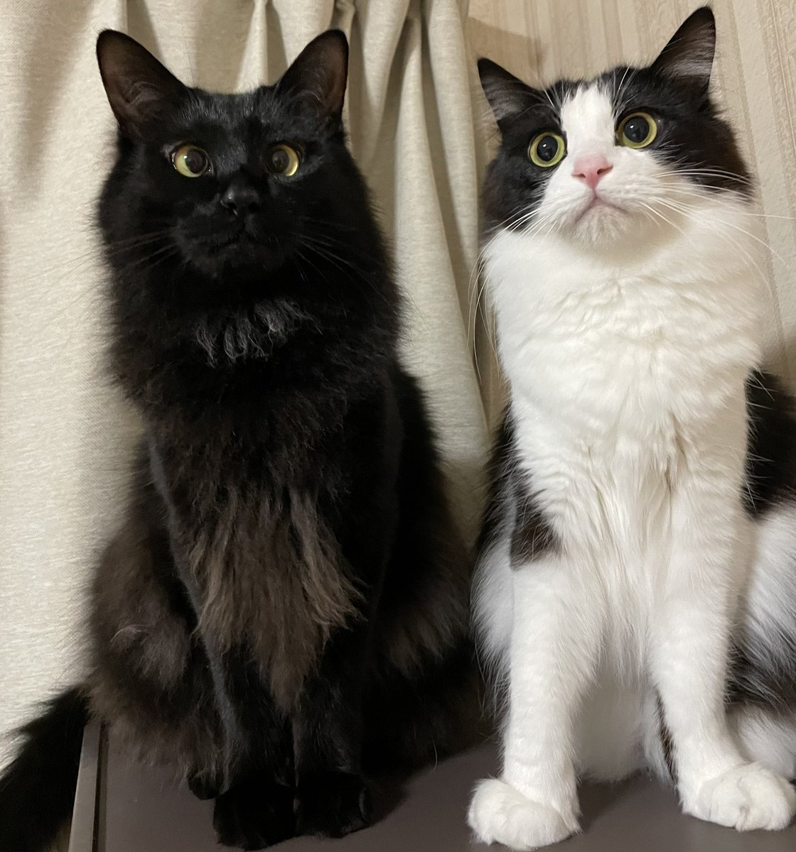 ankomozu1's tweet image. あんこともずく
※注（食べ物ではありませんw）

#猫のいる暮らし 
#cat